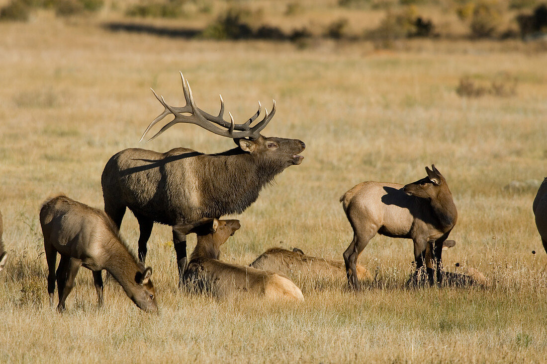 Bugling Rocky Mountain Elk bull with hare