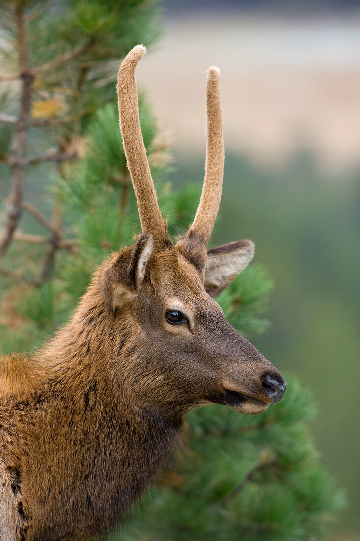 Rocky Mountain Elk young bull in velvet