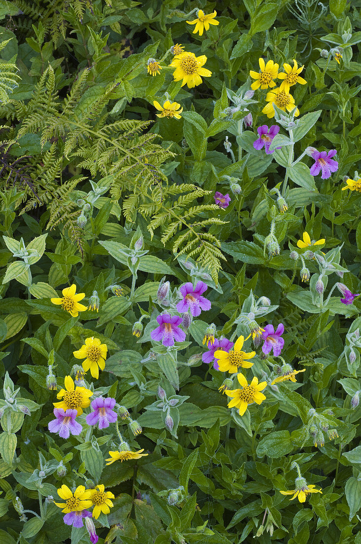 Monkey Flower and Arnica