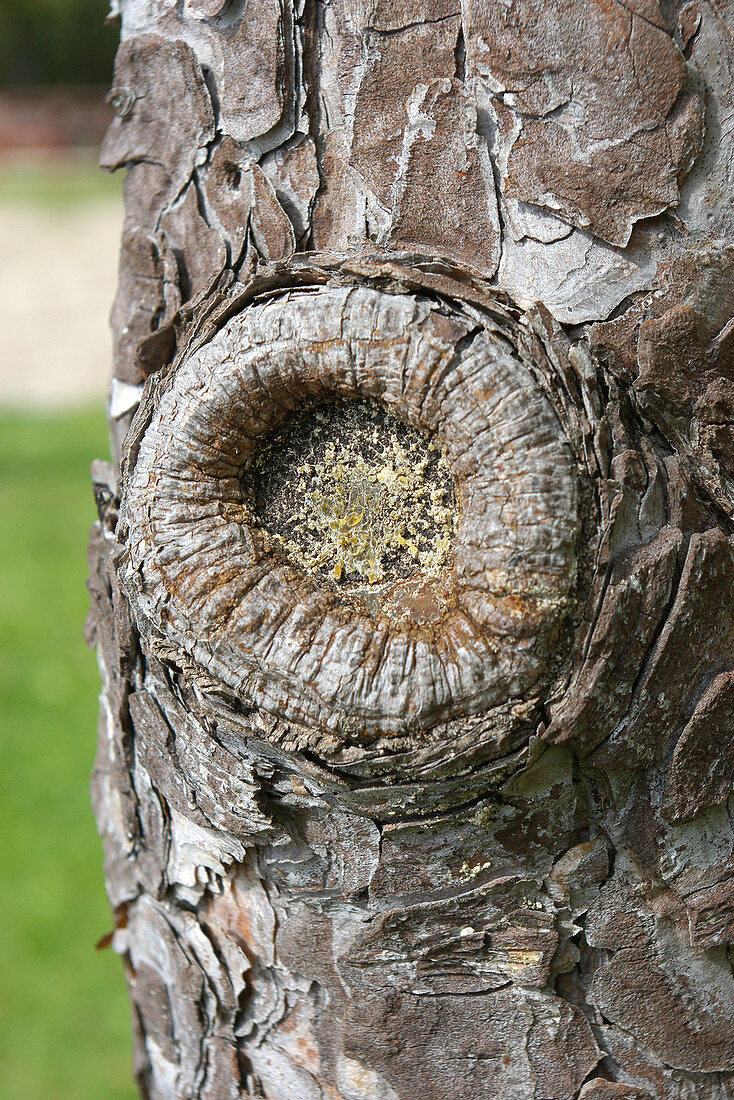 Callus on Pine Trunk