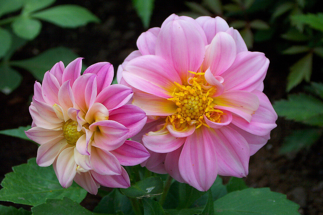 Dahlia