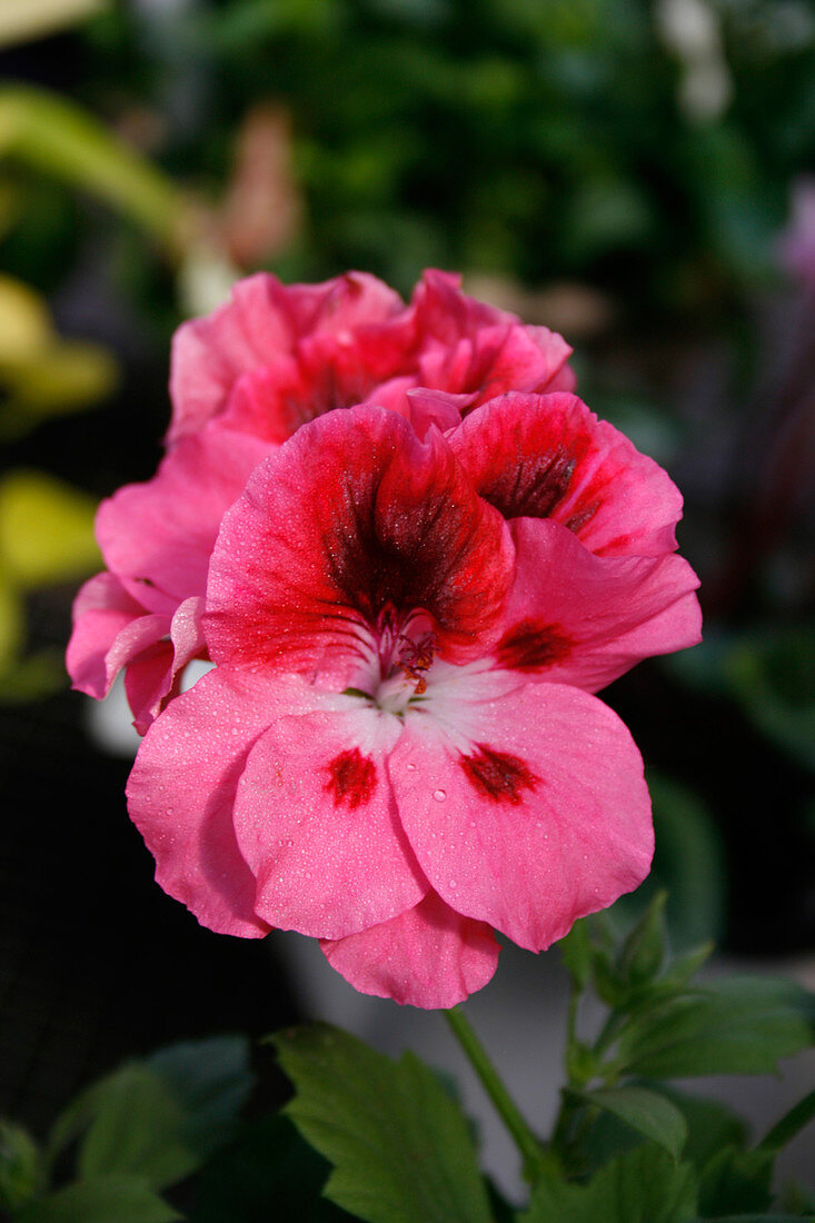 Geranium 'Regal Rose Bicolor'