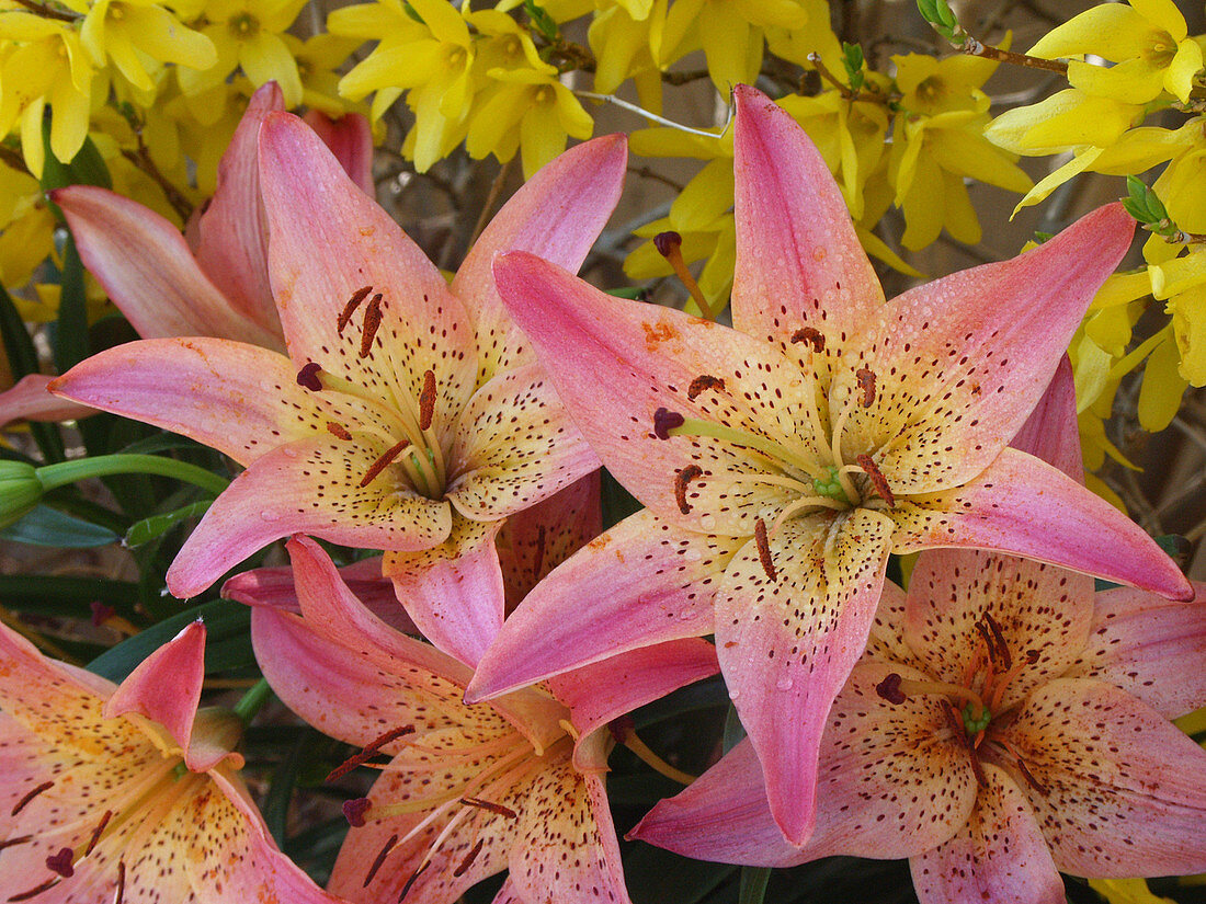 Asiatic Lily 'Pink Pixie'