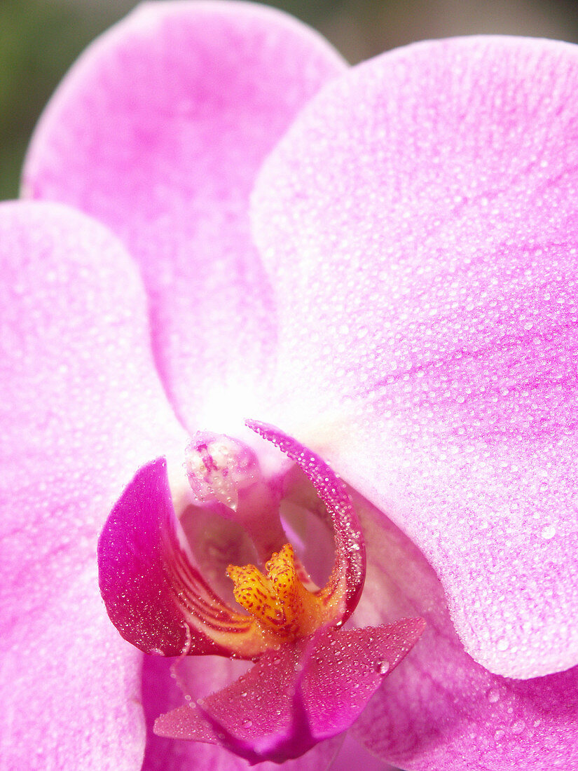 Moth Orchid (Phalaenopsis sp.)