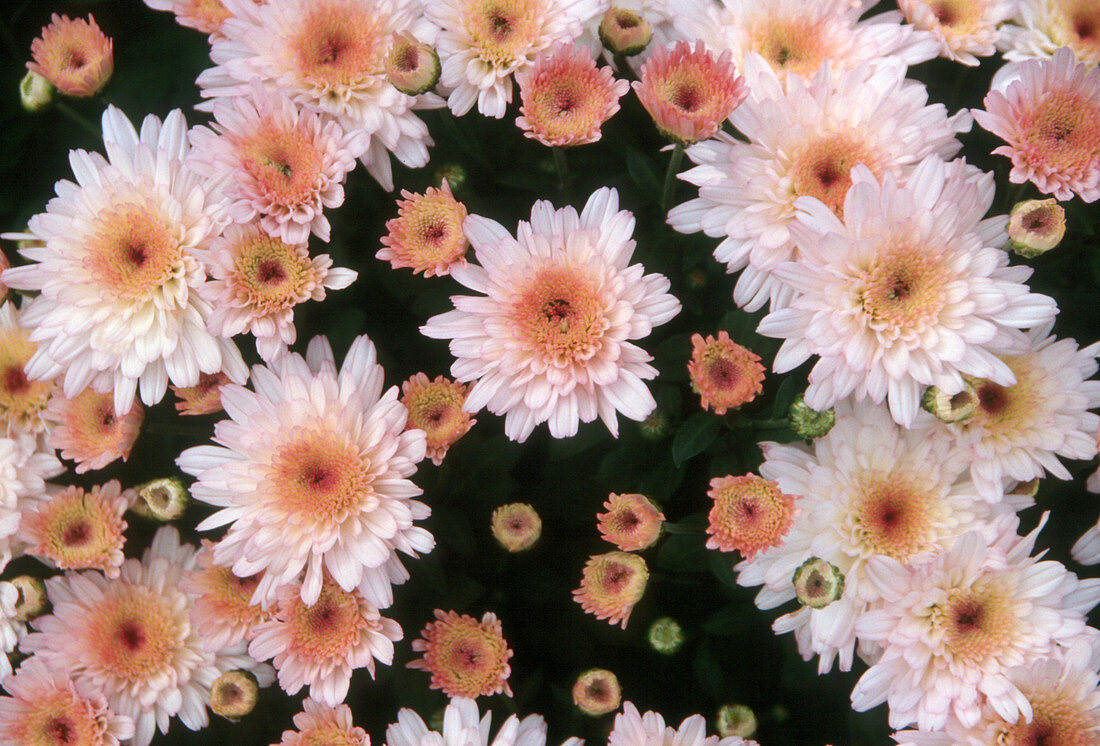 Pink Mums (Chrysanthemum x hortorum)