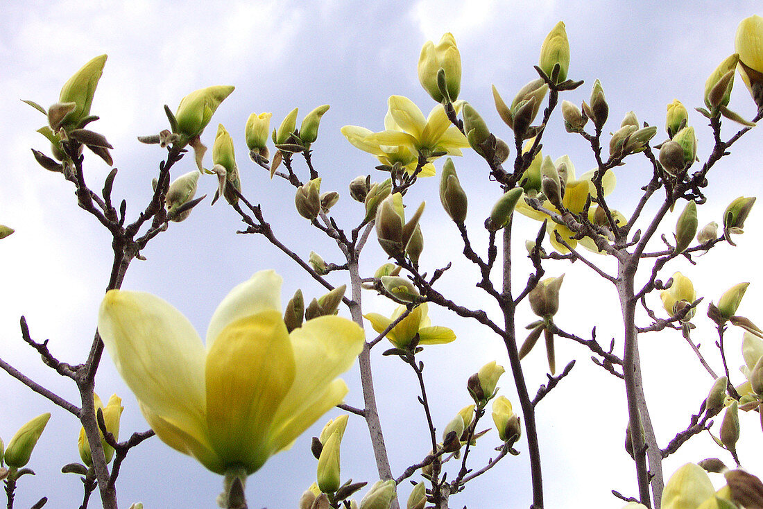 Magnolia (Magnolia x soulangiana)