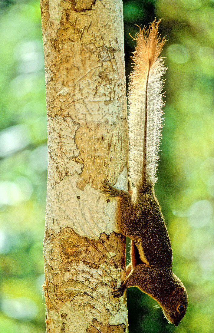 Plantain Squirrel,Malaysia