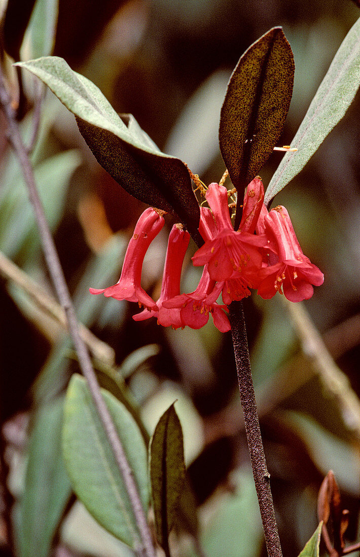 Rhododendron malayanum,Malaysia