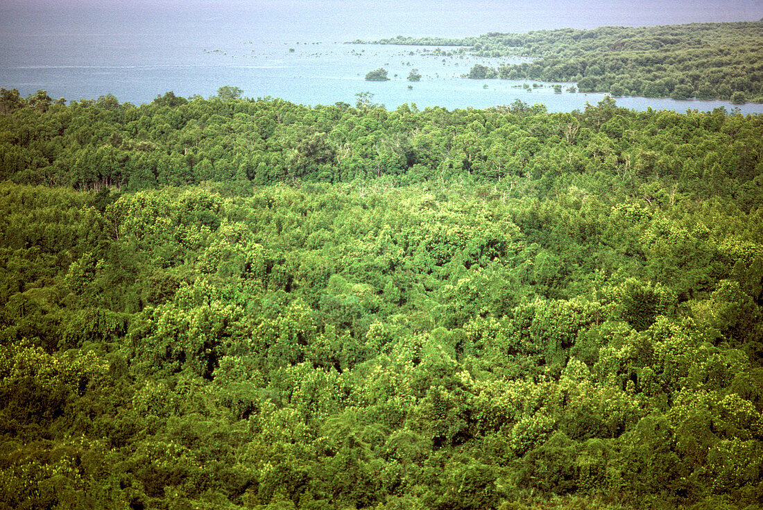 Mangrove Forest,Malaysia