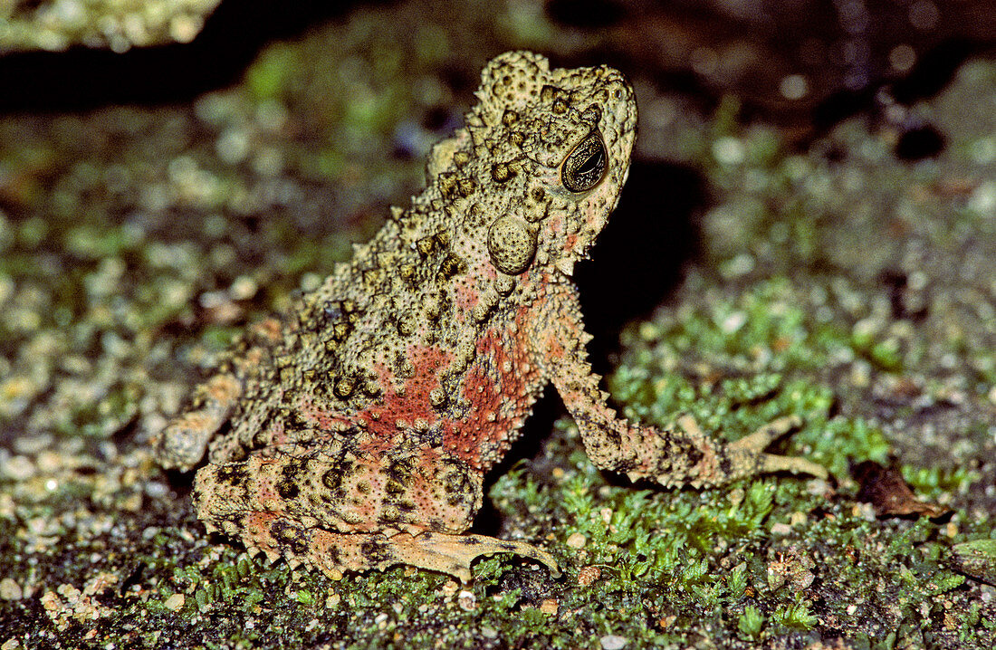 Rainforest Toad,Malaysia