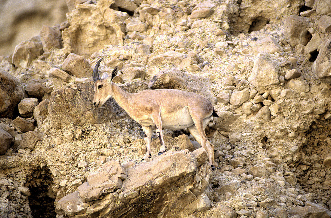 Nubian Ibex,Israel
