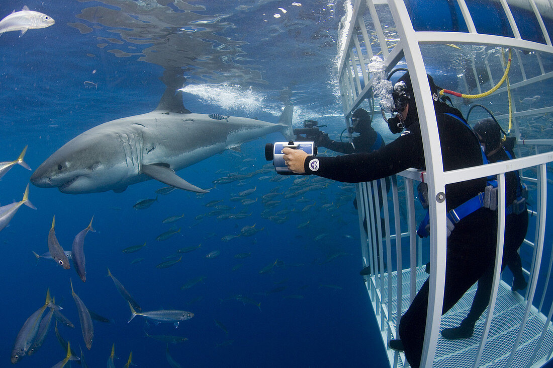 Photographing the Great White Shark