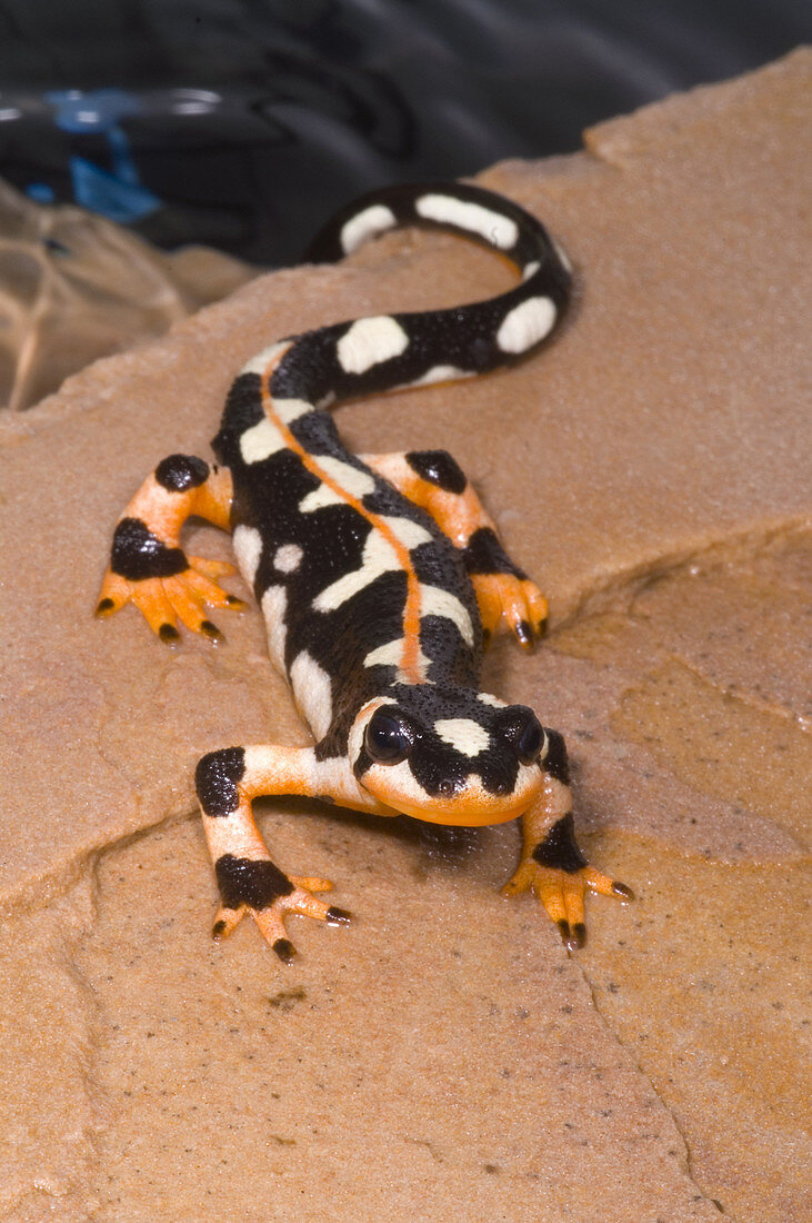 Luristan Newt