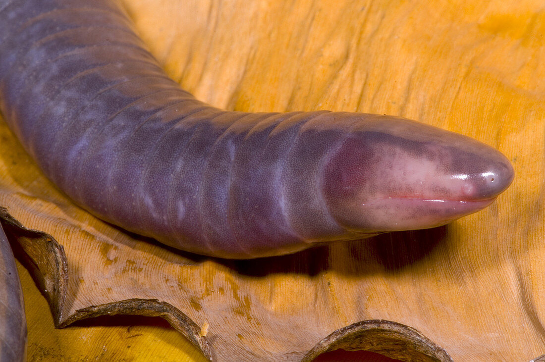 Congo Caecilian