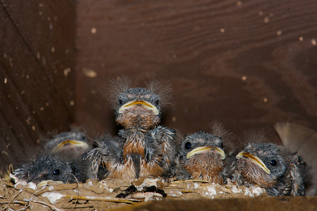 Barn Swallow chicks
