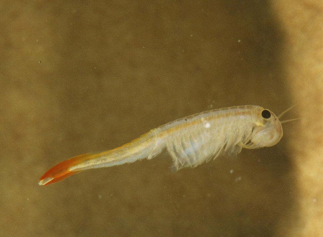 Fairy Shrimp (Thamnocephalus platyrus)