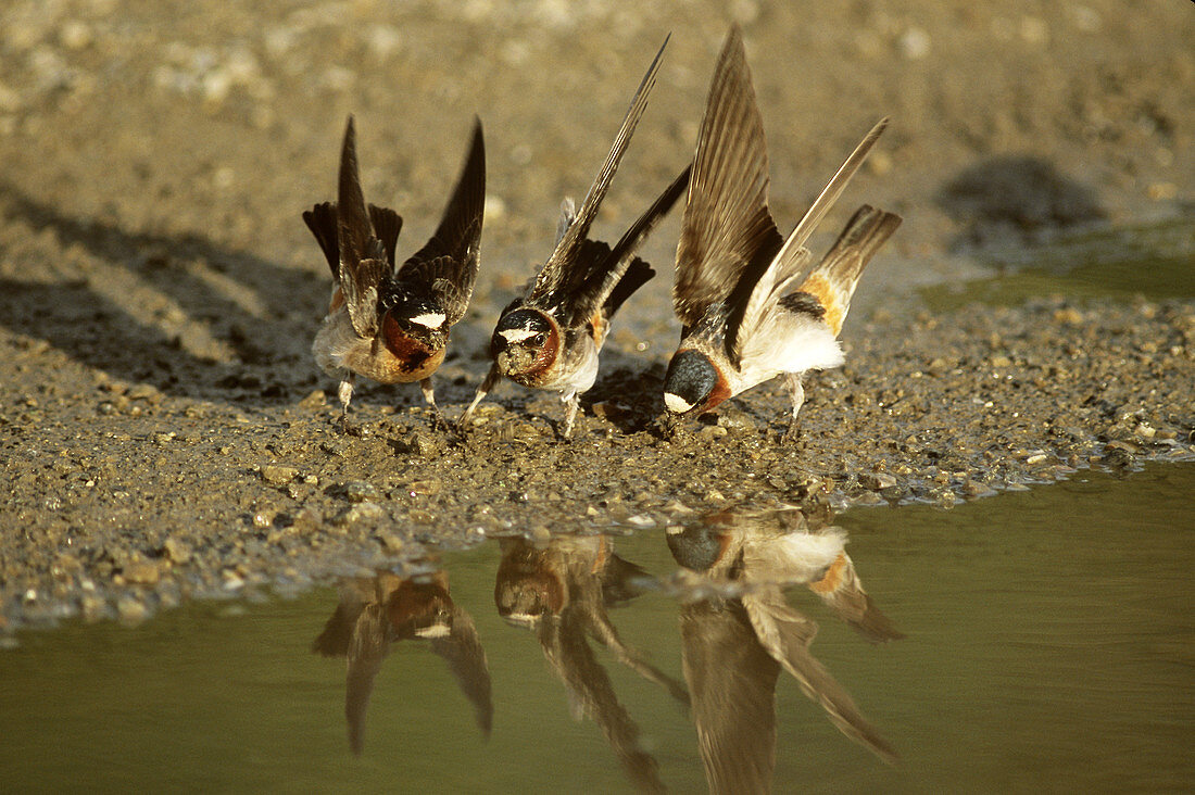Cliff Swallows gathering mud
