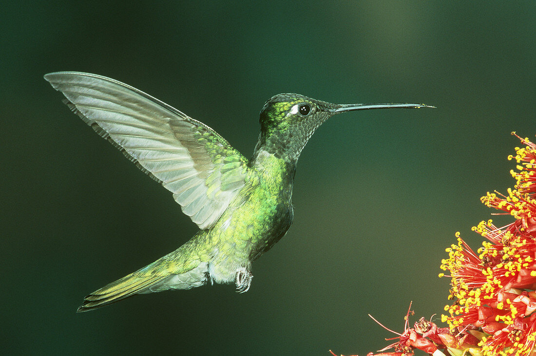 Magnificent Hummingbird hovering