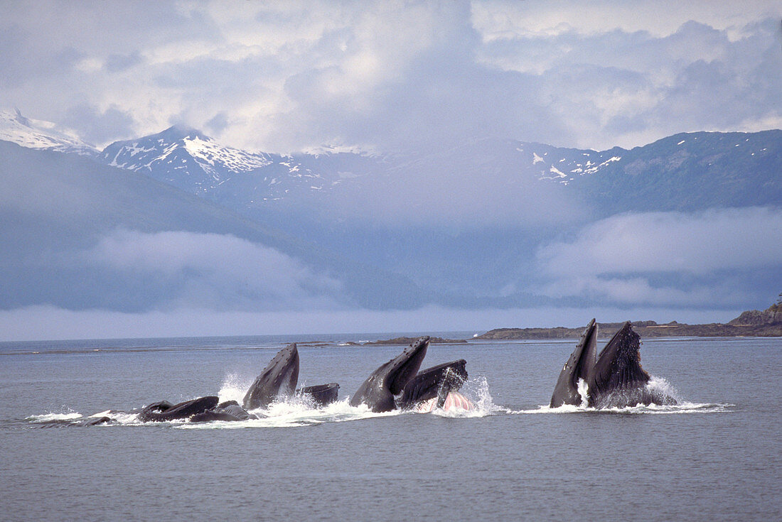 Humpback whales lunge feeding