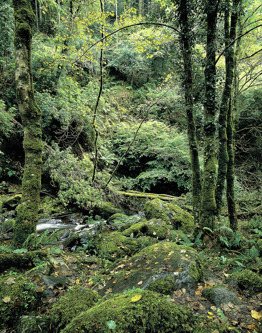 Woodland scene in Ireland