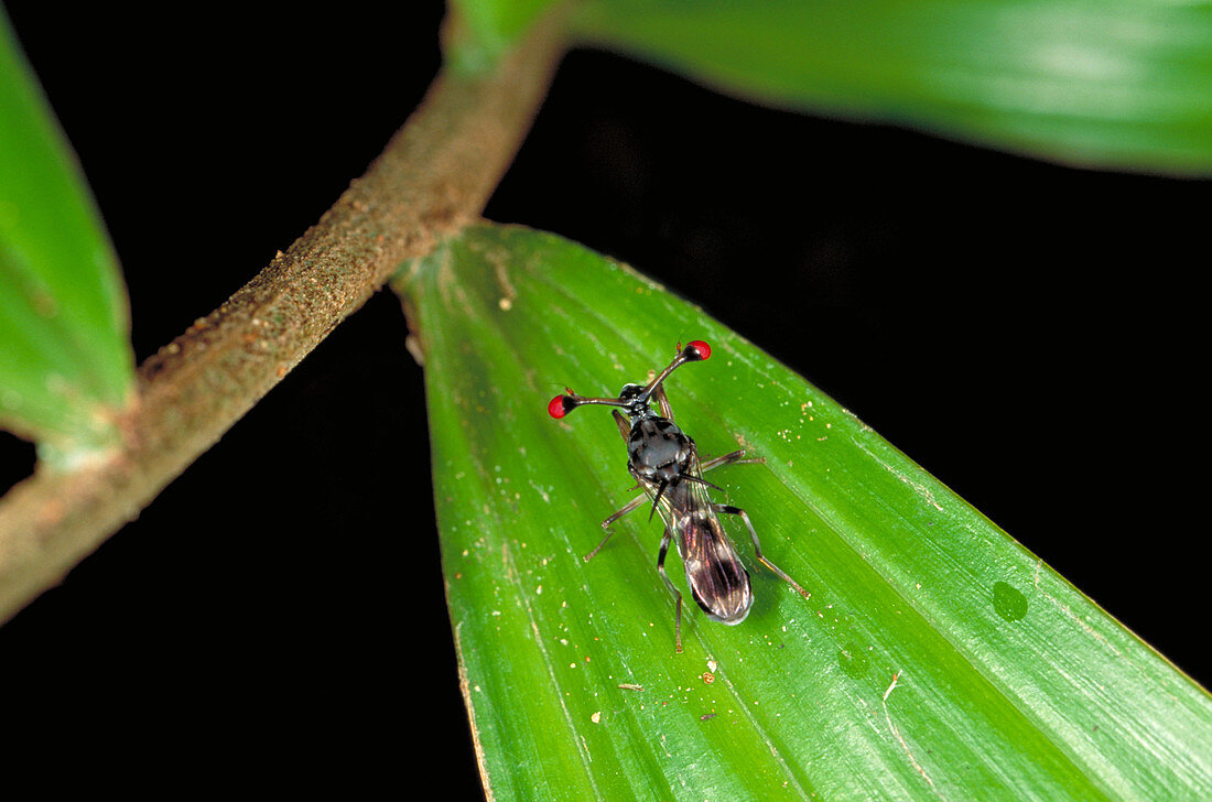 Stalk eyed fly