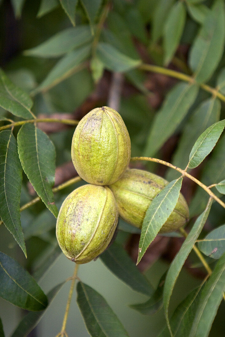 Pecans growing on the tree