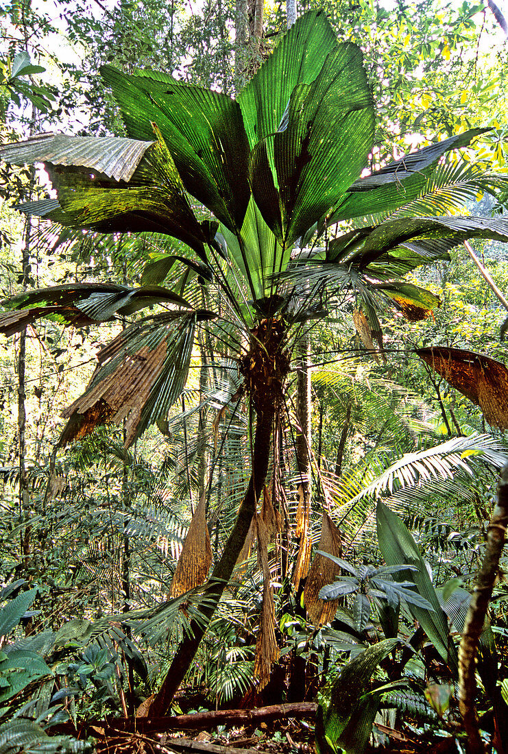 Umbrella Palm,Malaysia