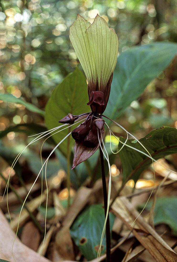 Black Lily,Malaysia