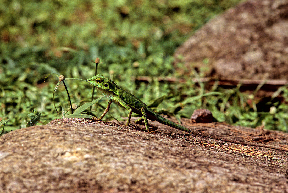 Green Crested Lizard,Malaysia