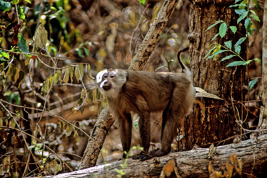 Northern Pig-tailed Macaque,Cambodia