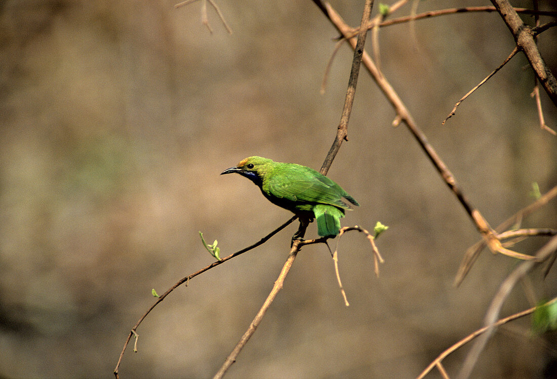 Golden-fronted Leafbird,Cambodia