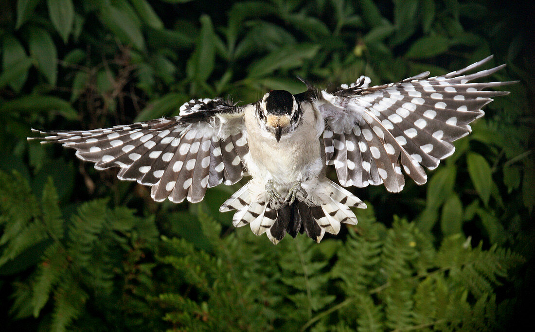 Downy Woodpecker in Flight