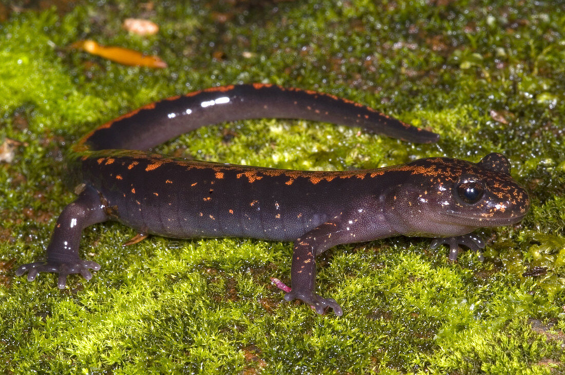 Japanese Clawed Salamander