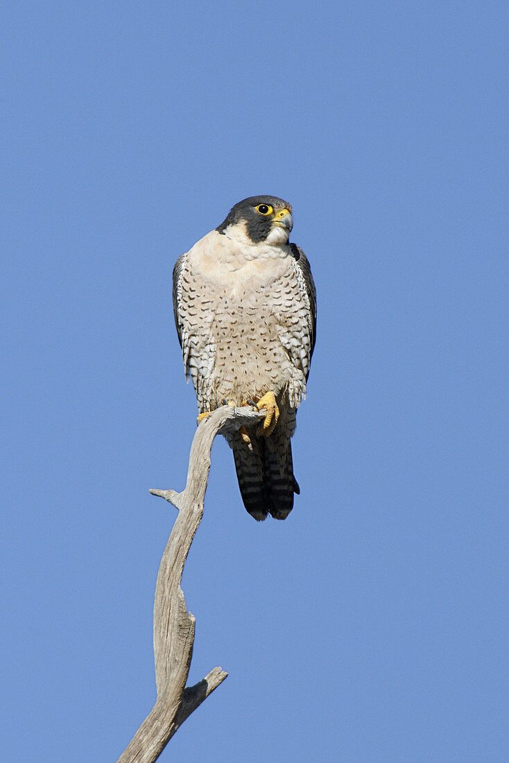 Peregrine Falcon