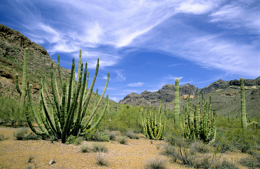 Cacti,Arizona