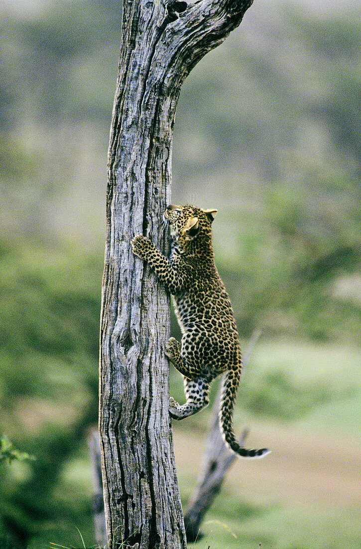 Leopard cub climbing a tree