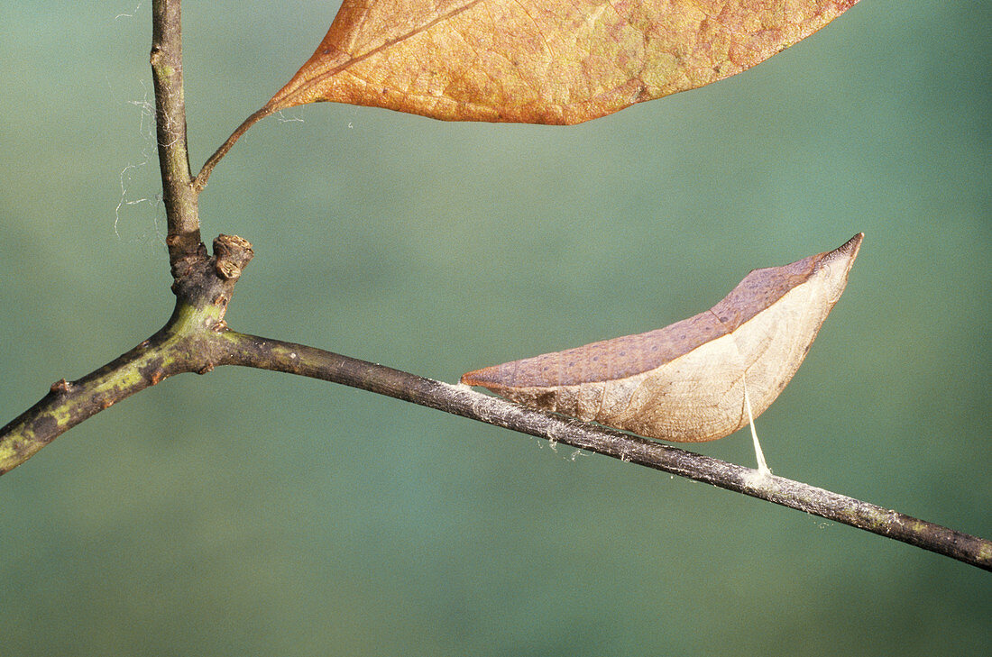 Palamedes Swallowtail Chrysalis