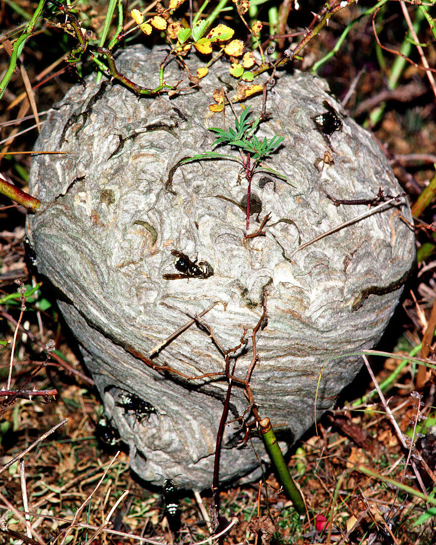 Bald-faced Hornet's nest