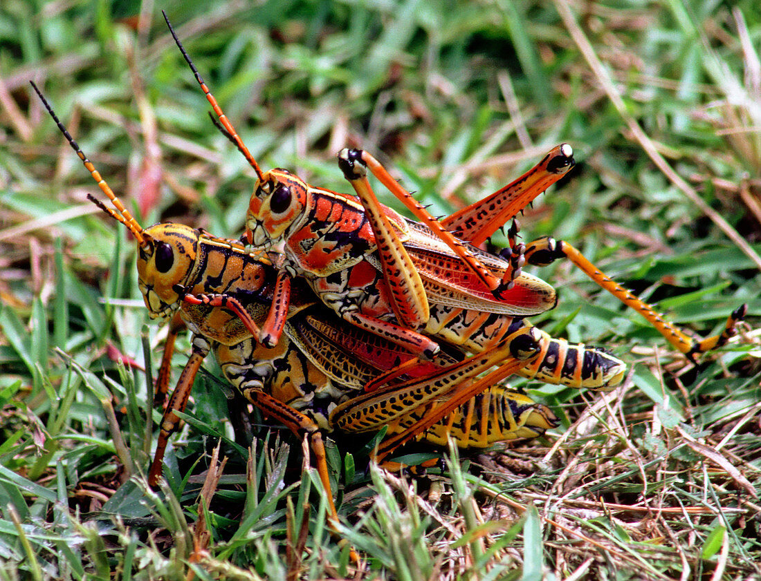 Lubber Grasshoppers mating