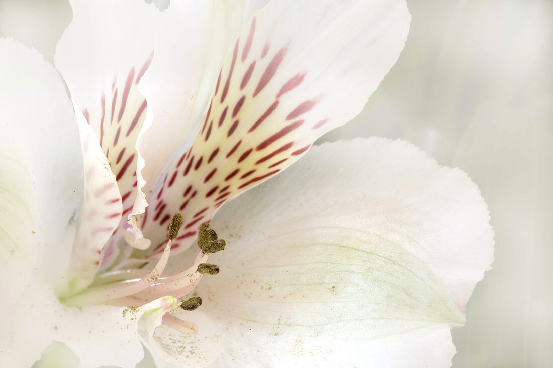 Alstroemeria