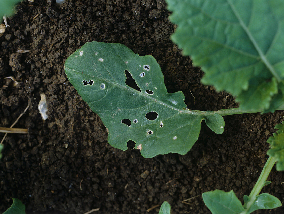 Beetle damage to Canola leaf