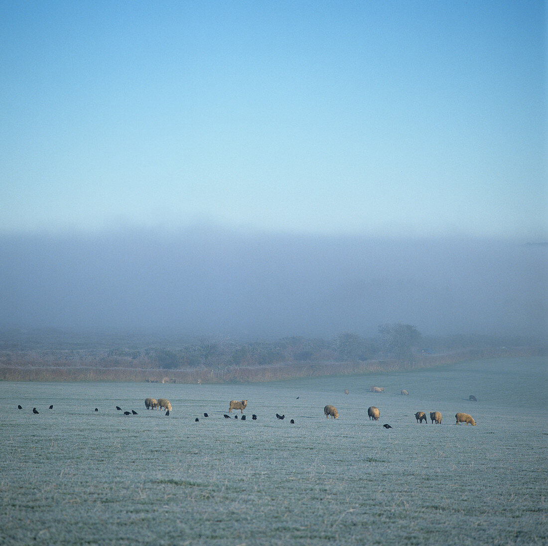 Sheep grazing in frosty pasture
