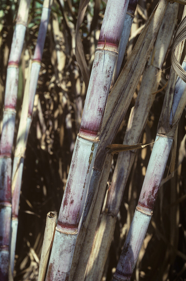 Stems on a mature sugar cane crop,Thaila