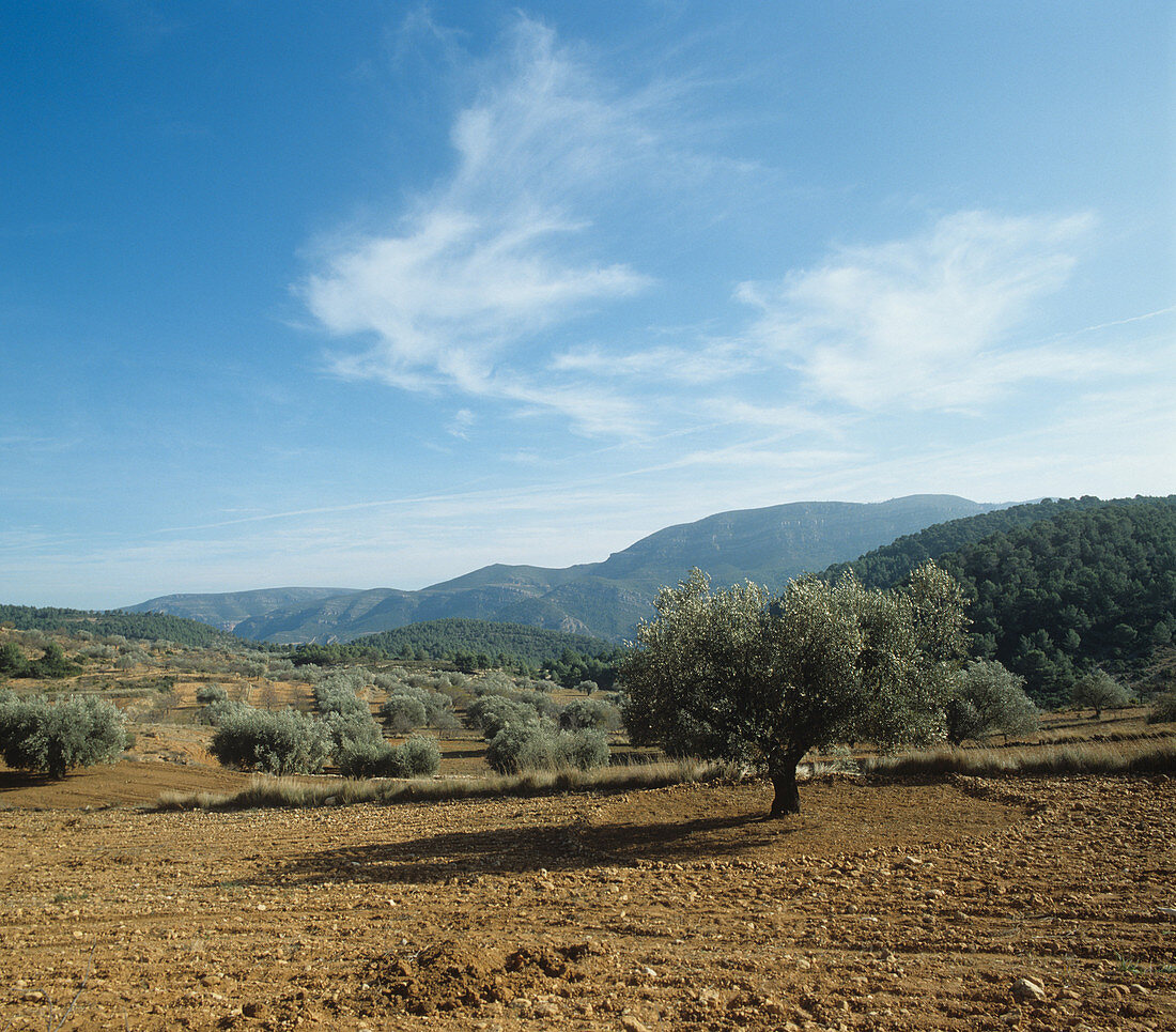 View of olive grove in early winter