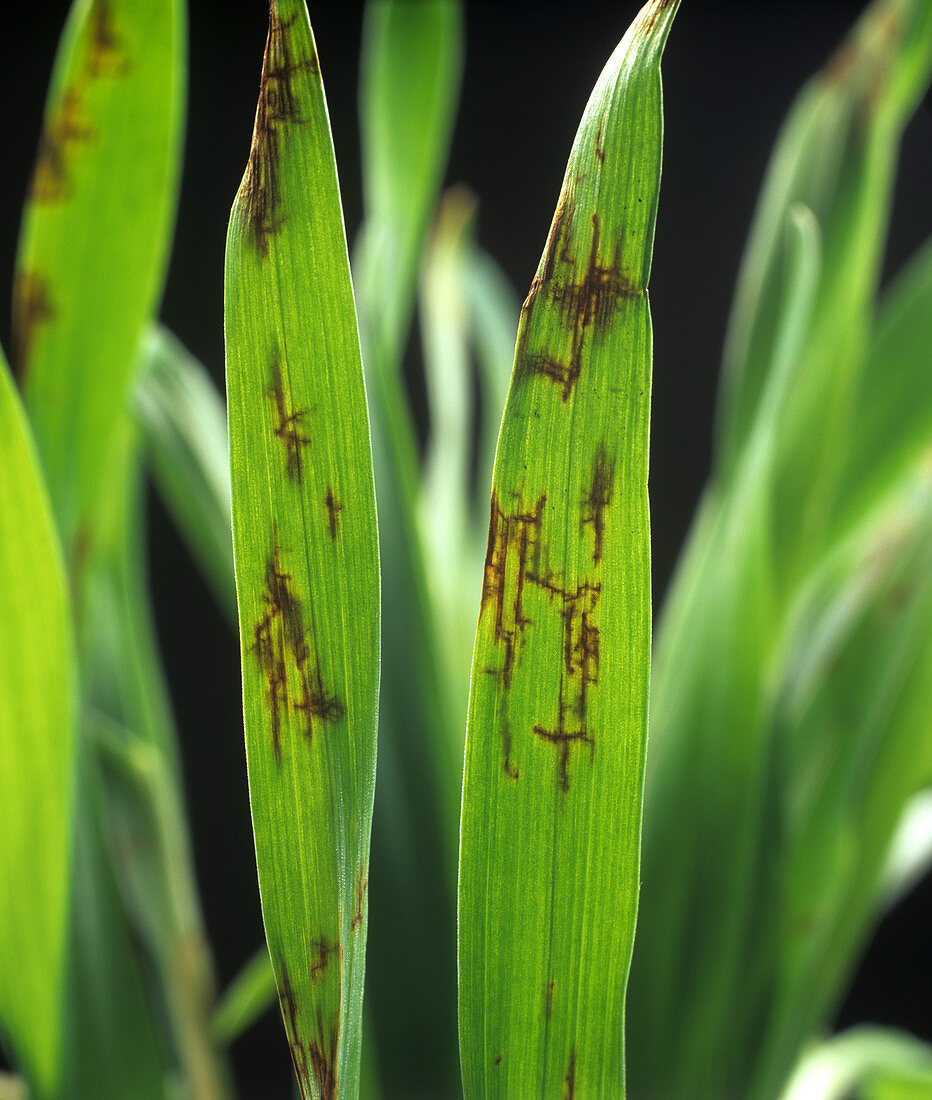 Net blotch lesions on seedling barley lea