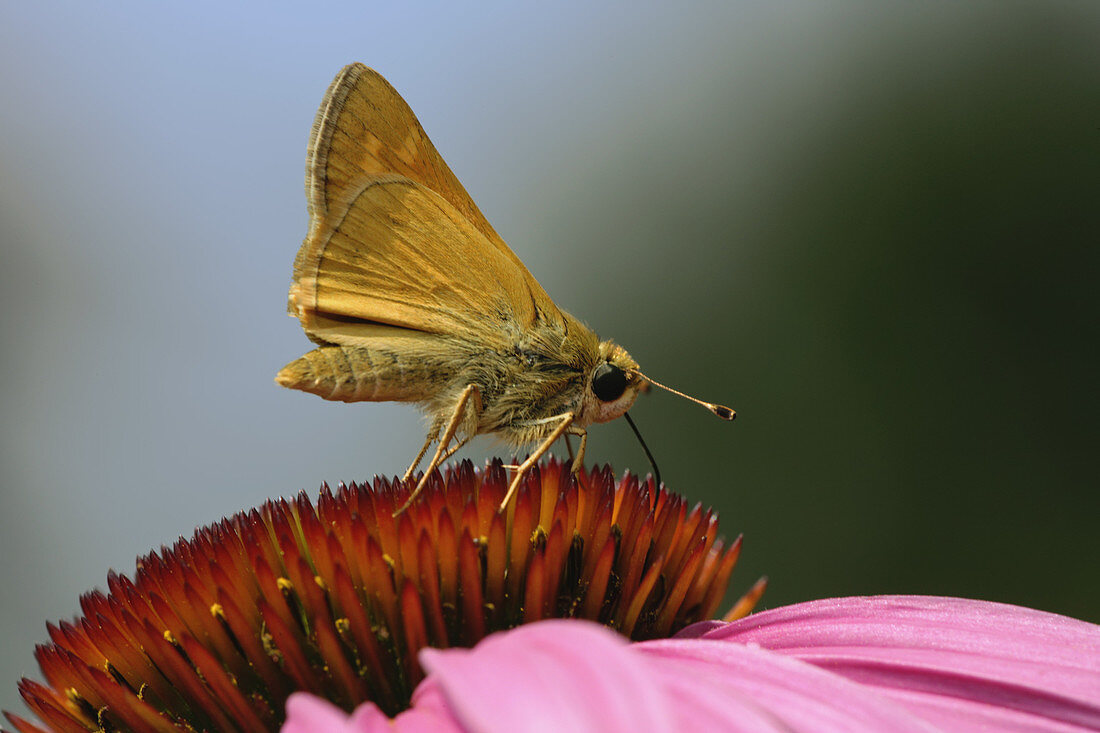 Long Dash Skipper