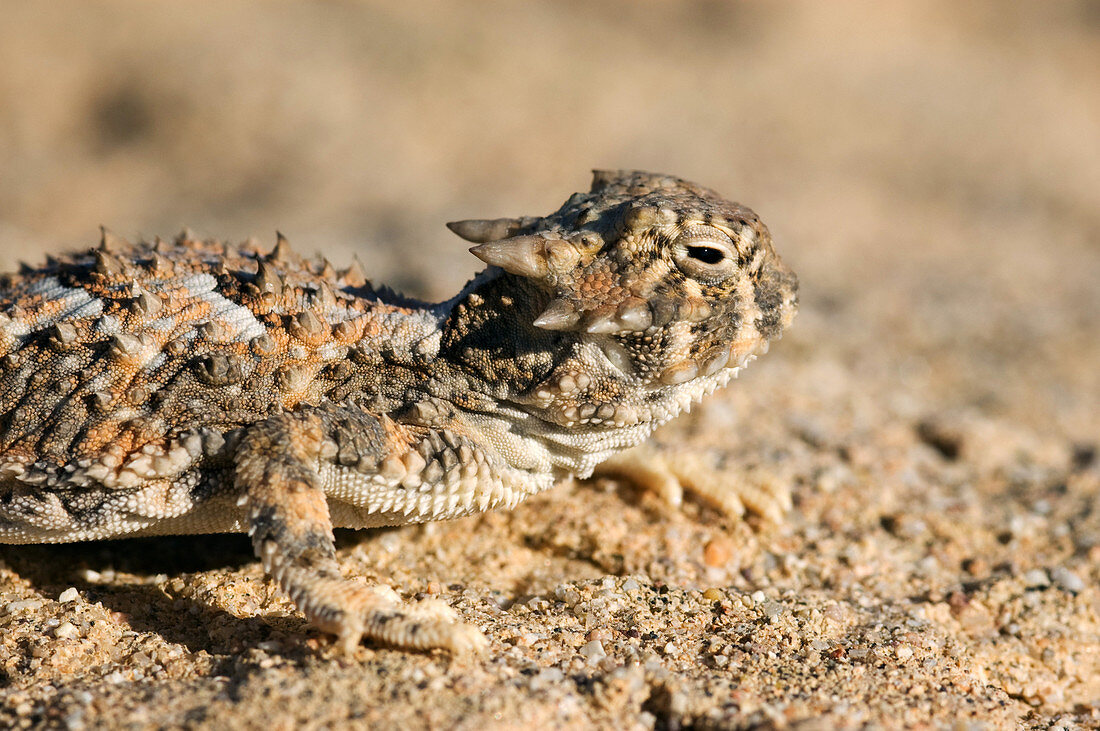 Desert horned lizard