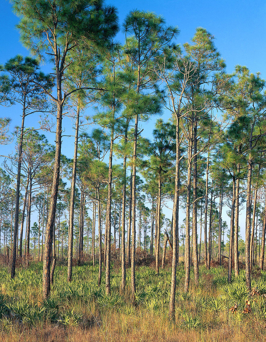 Pines in Everglades National Park