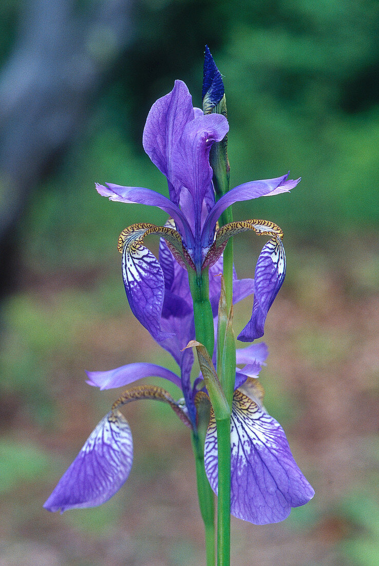 Slender Blue Flag Iris