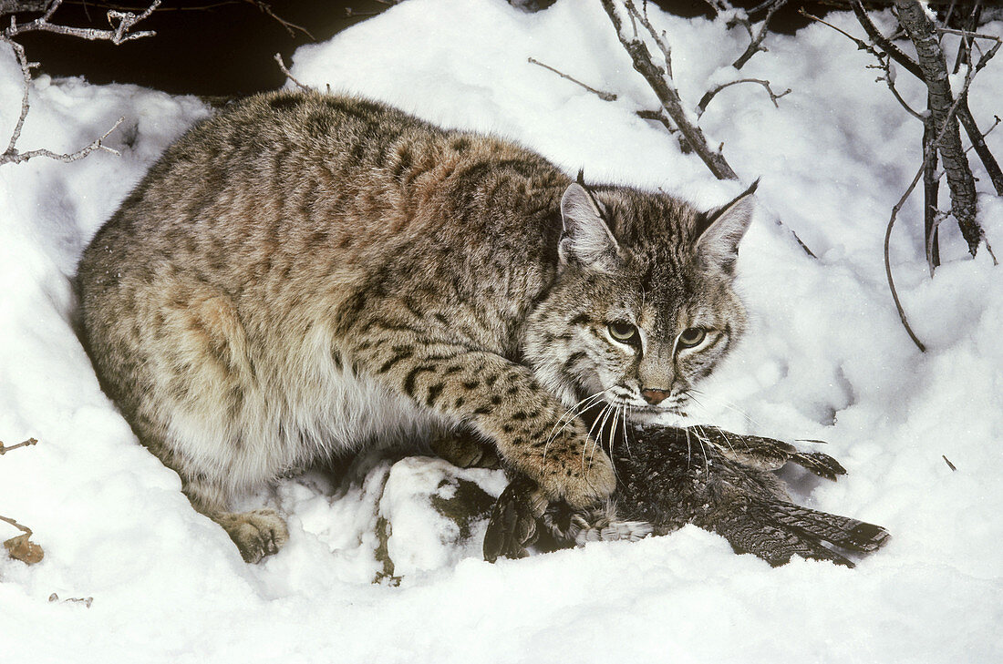 Bobcat with captured Ruffed Grouse